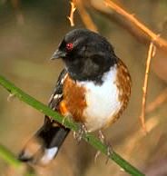 Spotted Towhee